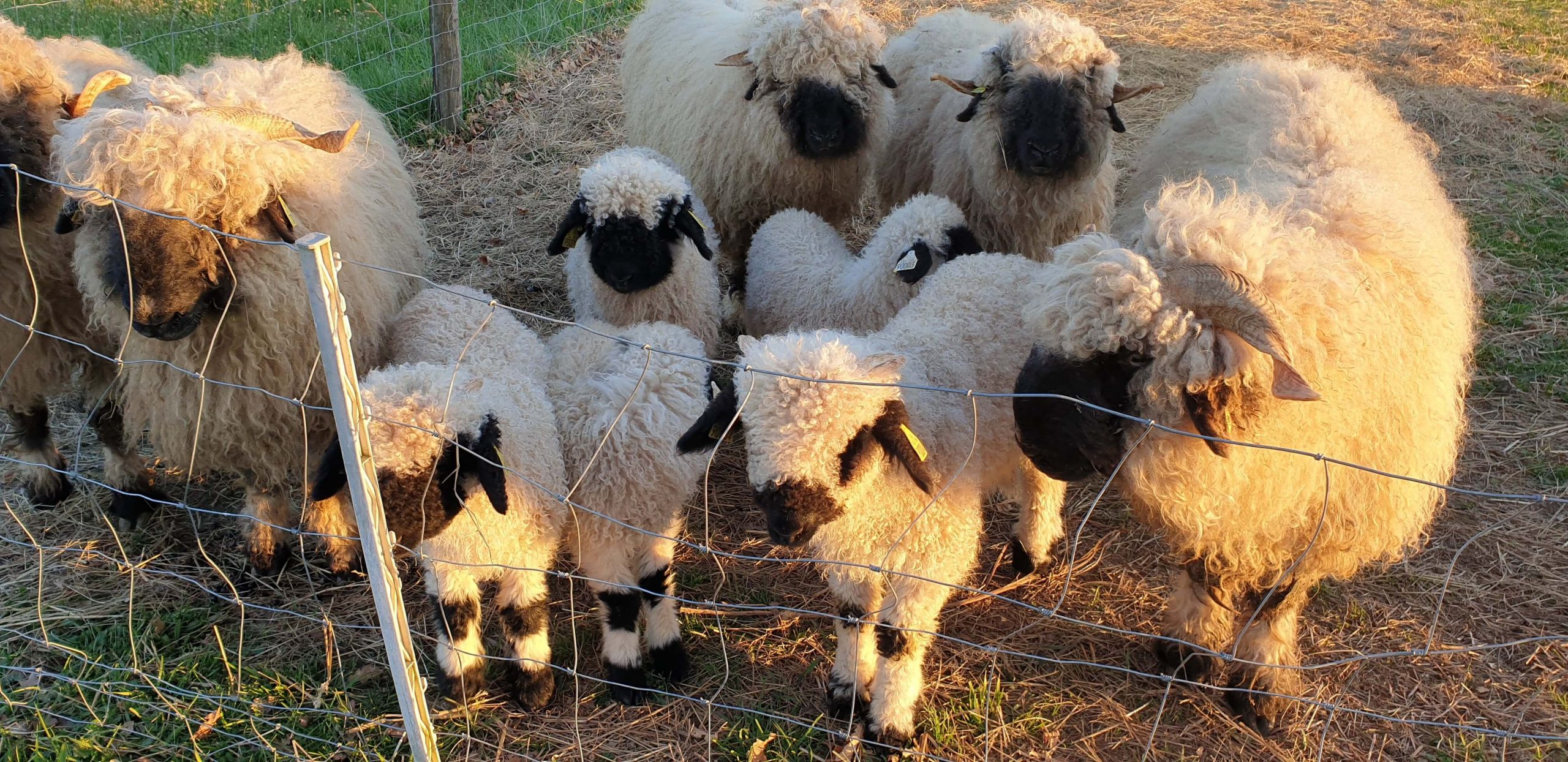 moutons nez noir du Valais